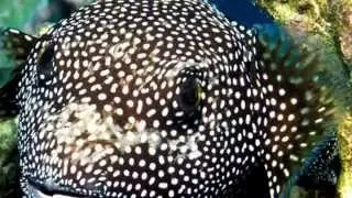 Pufferfish Facts:14 Facts about Pufferfish