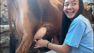 A few days in my village | workout | concert | milking a cow | my weight gain journey begins