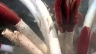 The giant tube worm