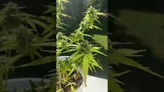 Cannabis Anbau Balkon Grow  Black Widow letzte Tag  vor Ernte