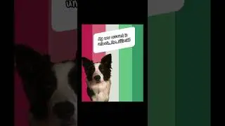 @unleash_the_sillies23 is the account #puppy #pets #abrosexual #bordercollie #fyp