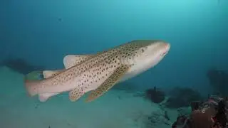 Palau Best of Season 2019 2020 4K UHD - MV Solitude One