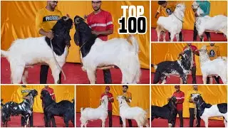 Top 100 Andul Goats of MD Goat Farm Ep 9