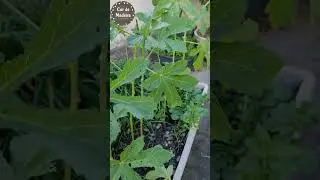 Quiabo plantado no vaso