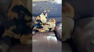 British Shorthair Cat CHAMPIONS #cat#funny #funnyshorts #ytshorts #shorts #shortvideo #shortsvideo