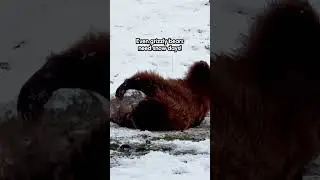 Grizzly Bear Loves Rolling Around In Snow