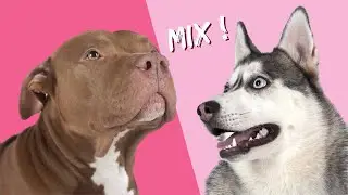 3 PITSKY Facts You Didn&acute;t Know - Mix Husky and Pitbull