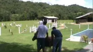 O show do P&ocirc;nei...