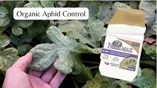 Spraying Neem Max Oil to treat a HUGE aphid infestation