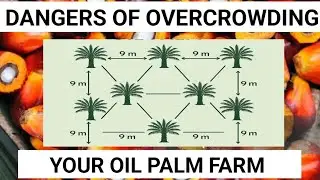 Dangers of Overcrowding in Oil Palm Farming