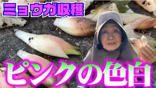 【おそうめんと食べると美味しい！ぷっくりかわいいミョウガが出来ました】お世話が遅れても大丈夫でした。