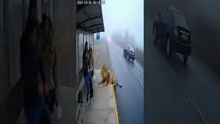 😱🤯🦁#foryou #lion #viral #funny #canada #amricannews #london #dubai #spain