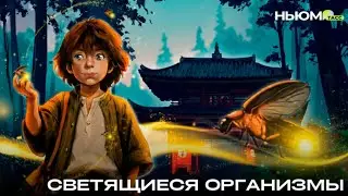 Биолюминесценция: как животные создают свет