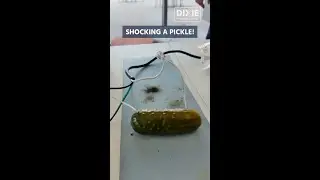 Shocking a Pickle