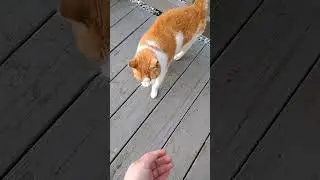 Friendly Orange and White Cat Meows and Gets Pet#cat #meow #orangecat #catvideo