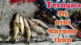 Gabdor pantai marina spot istimewa sarangnya kerapu,,