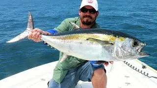 King Mackerel and Blackfin Tuna - Offshore Tampa Bay Fishing - Live Bait Trolling
