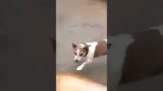 2 liter bottle explode by high pressure 😂#meme #funny #fyp #dog