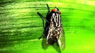 Yellow Flesh Fly - Video 2