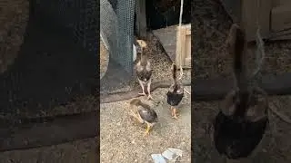 #duck #chicken #reels #reelsvideo #reelsviral #nature #views #Love #viral #yt #youtube #youtuber
