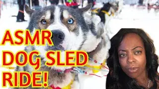 LIVE ASMR SNOW AND DOG SLEDDING WINTER FOREST SOUNDS SLEEP RELAX STRESS RELIEF INSOMNIA MEDITATE