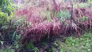Missing sheep herd and the dangers of rotten trees