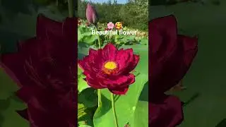 #poddo #flowers #beautiful #foryou #shortvideo