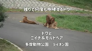 ライオン園　独りで何度も咆哮していたトワ　トワとニイナの関係　多摩動物公園