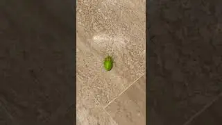 Cutest green bugs panicking after falling down #shorts