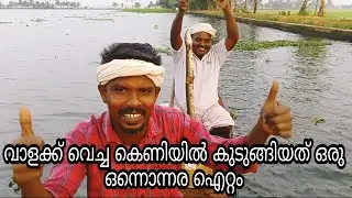 വാളക്ക് വെച്ച കെണിയില്‍ കുടുങ്ങിയത് ഒരു ഒന്നൊന്നര ഐറ്റം | #kuttanadvillagefishing