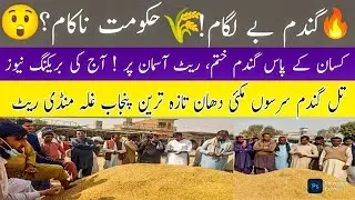 🌾 Today Wheat Rate Punjab 2026 | Munji, Makki, Till, Sarson, Kapas Prices | Punjab Ghlamandi Live📈