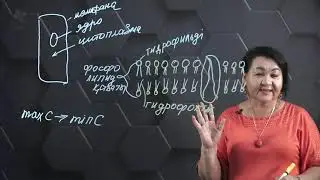 Жасуша мембранасы арқылы белсенді және енжар тасымалдаудың ұқсастықтары мен айырмашылықтары. 9 сынып