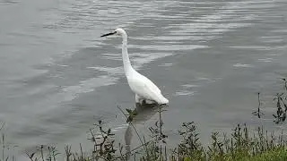 Snowy Egret has Yellow Lores, Black Beak & Near Black Bellied Whistling Duck in Lake at Solary Park!