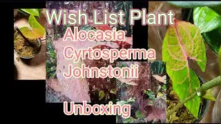 Unboxing of Wish List Plant - Alocasia Cyrtosperma Johnstonii - ILL Exotics  @illexotics6466
