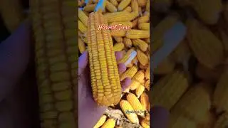 Harvest Time Yellow Corn #shorts #reels #harvest