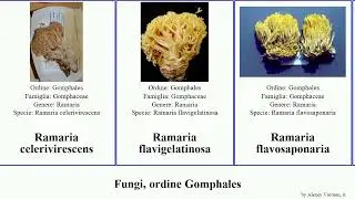Fungi, ordine Gomphales ramaria fungus rubella pallida concolor capitata monticola fennica Jams