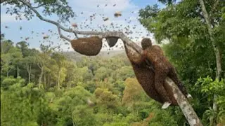Giant Bees Swarm! Wild Honey Hunt Captured on Camera &ndash; Extreme Survival Adventure
