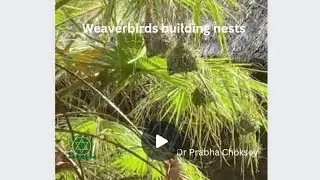 Weaverbirds building nests #weaverbirds #nests #secretsofnature #drprabhachoksey