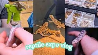 Видеоблог о выставке рептилий 🐢 и всё о моих домашних змеях 🐍