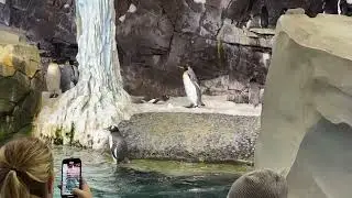 IS IT RIGHT TO KEEP ANIMALS IN CAPTIVITY?