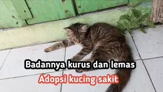 Adopsi kucing kurus dan badannya lemas