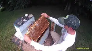 checking virgin queen bee in mating nuc