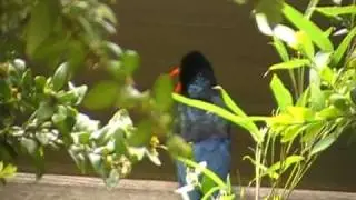 green woodhoopoe sings