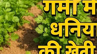 Garmi Me Dhaniya ki Teyari || गर्मी में धनिया की खेती&rdquo; #agritube #Agriculutre #Farming #Dhaniyakheti