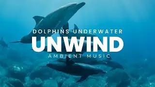 Ambient Music with Dolphin Sounds 🐬🎵 Dolphin's swimming with Music🐬🎵 Relaxing Music with Dolphins