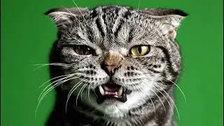 Intense Cat Memes Green Screen Effects: Enhance Videos with Free Overlay VFX