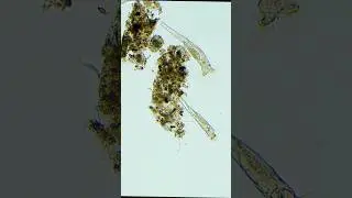 great life hide from your eyes show you under microscope #microscope #fullzoom