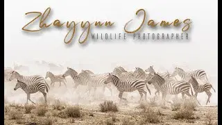 Wildlife Photography Portfolio
