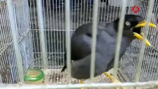 JALAK KEBO MERAPI GACOR BISA NGOMONG