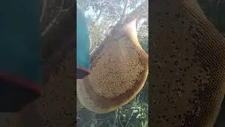 big bees in the deep jungle